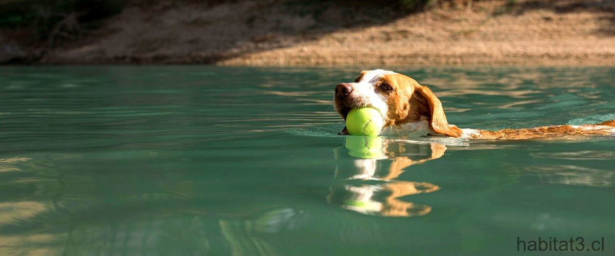 ¿Cuánto vale un cachorro de perro de agua?