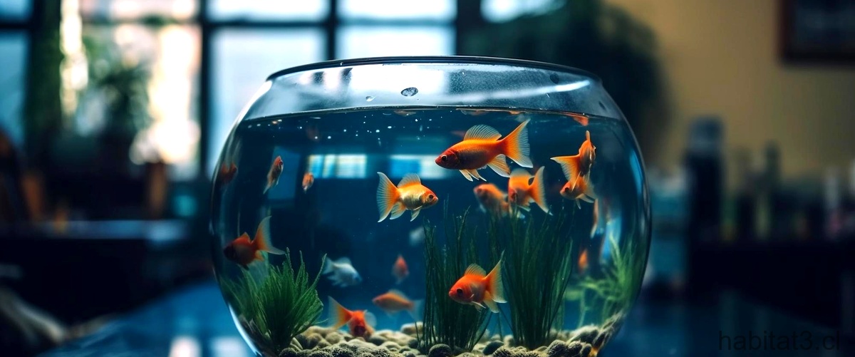 ¿Cuánto vive un pez naranja en una pecera?