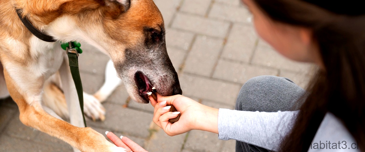 ¿Cuántos días tarda en hacer efecto la pastilla para desparasitar a los perros?