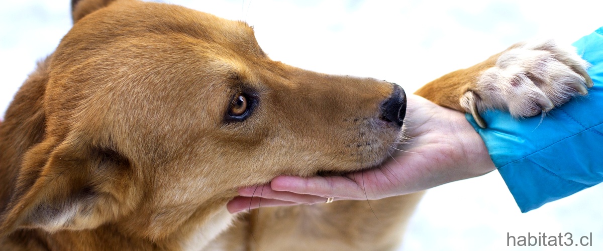 Cuidado bucal para perros: la importancia de los aparatos de dientes