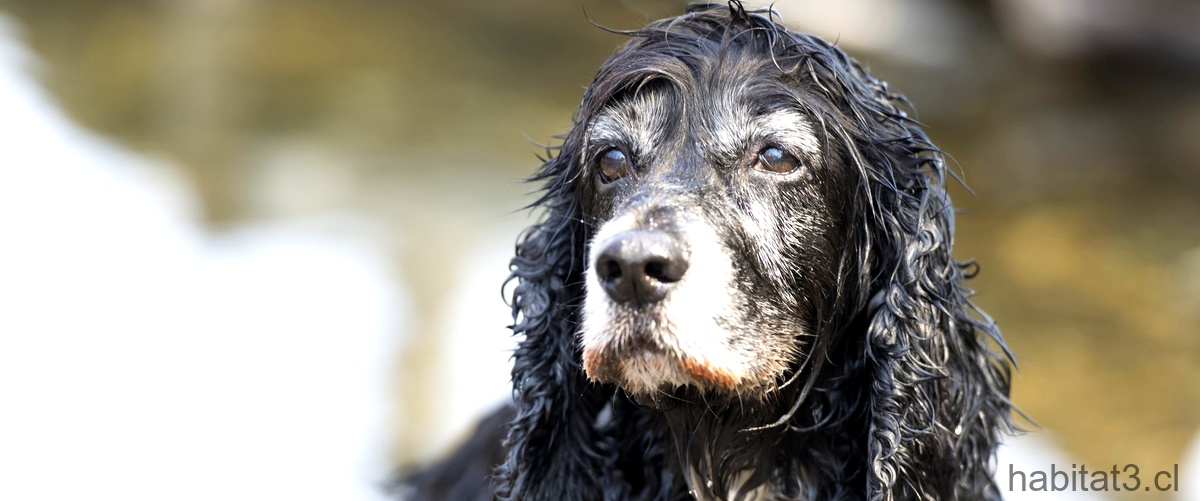 Cuidados y alimentación del perro de aguas francés de tamaño medio
