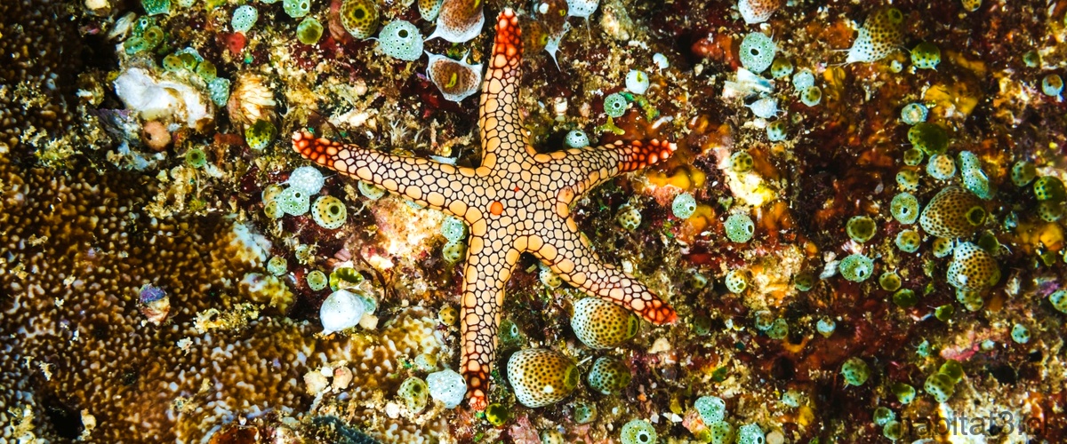¿De qué se alimentan las estrellas de mar?