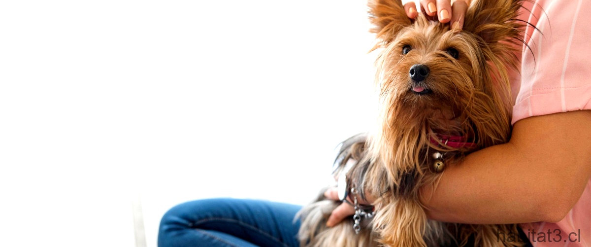 Descubre la experiencia única de Guay Peluquería Canina & Boutique: Estilo y calidad en un solo lugar