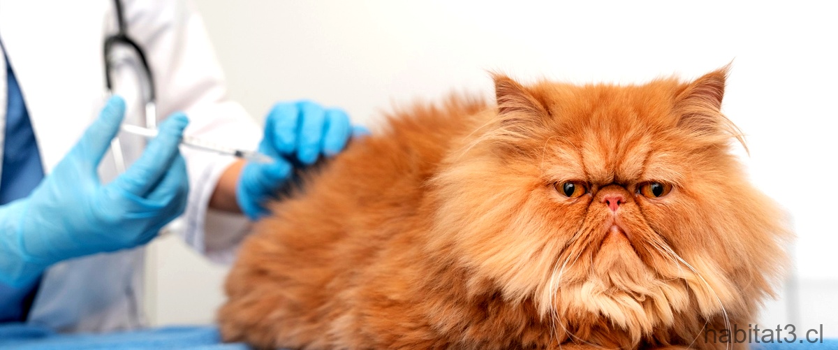 ¿Dónde es obligatoria la vacuna contra la rabia en gatos?