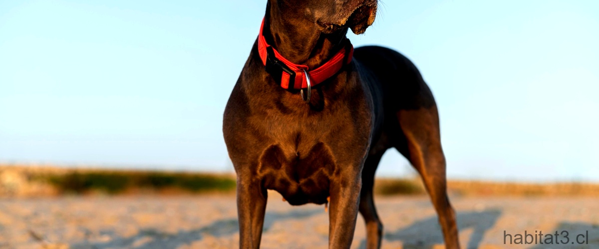 El Dogo de Burdeos: una raza de perro gigante y amigable