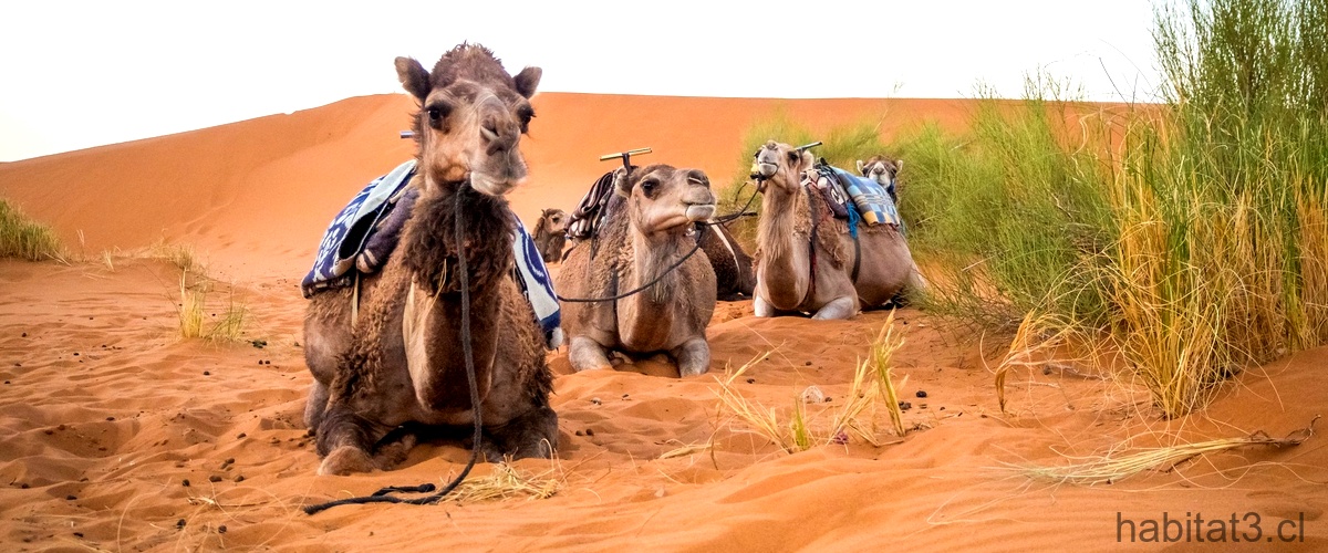 "El enigma sin resolver del camello con tres jorobas: una película intrigante"