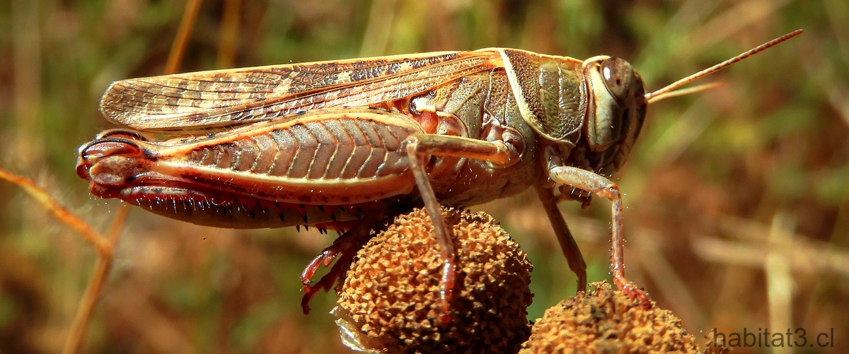 El escarabajo que devasta los campos de trigo