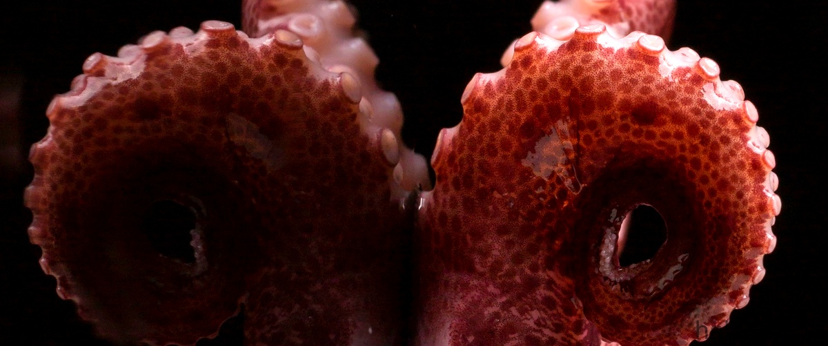 El pez con patas: una evolución sorprendente en el mundo marino.