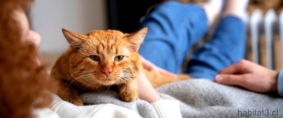 ¿Es fatal la pancreatitis en gatos?