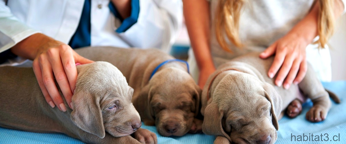 Expertos en el cuidado de tu mascota: Clínica Veterinaria San Bernardo Granada