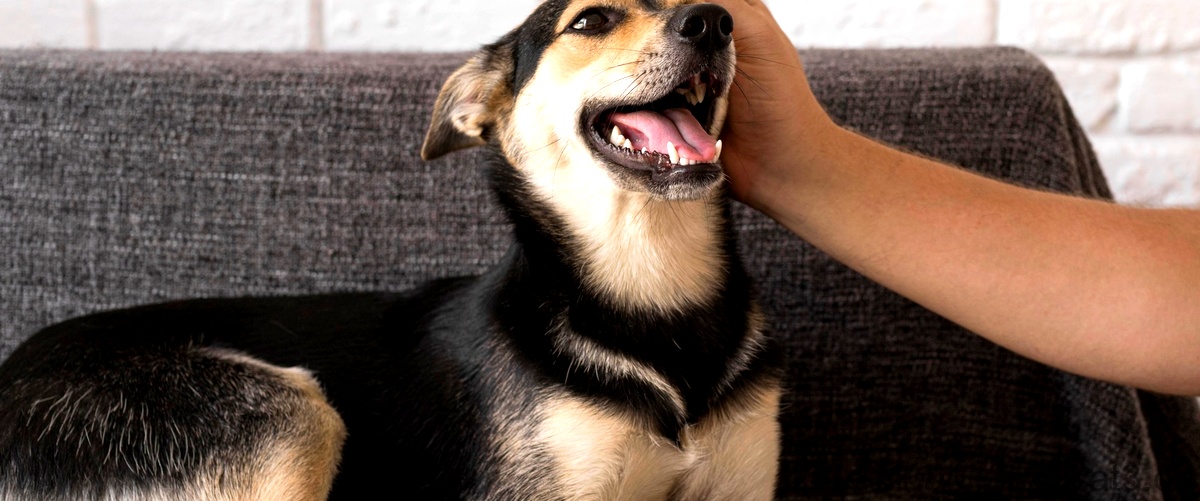 Los botones para perros hablar español: una forma innovadora de comunicarse con nuestras mascotas.