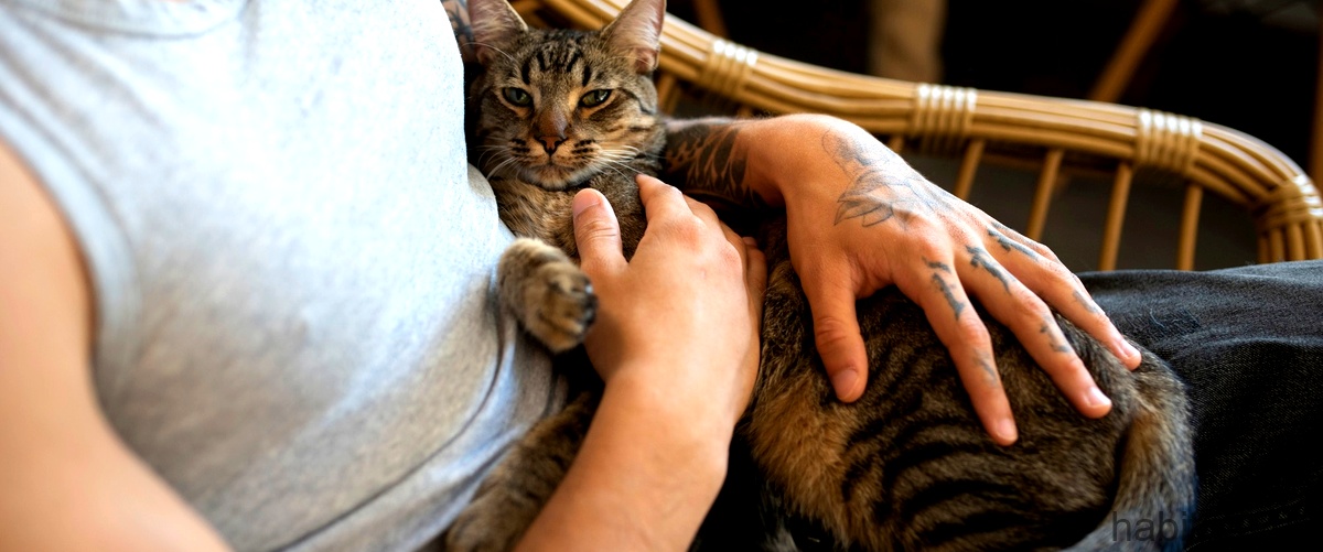 Peluquería de gatos a domicilio: La comodidad de tu felino ante todo