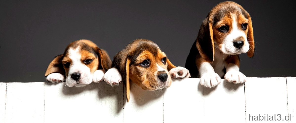 Perros pequeños y graciosos: imágenes que te sacarán una sonrisa