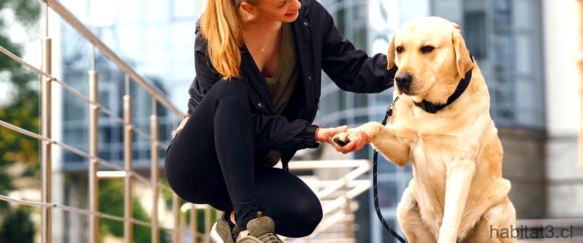 Policlínica veterinaria en la Avenida del Puerto: tu mejor opción para el cuidado de tus mascotas
