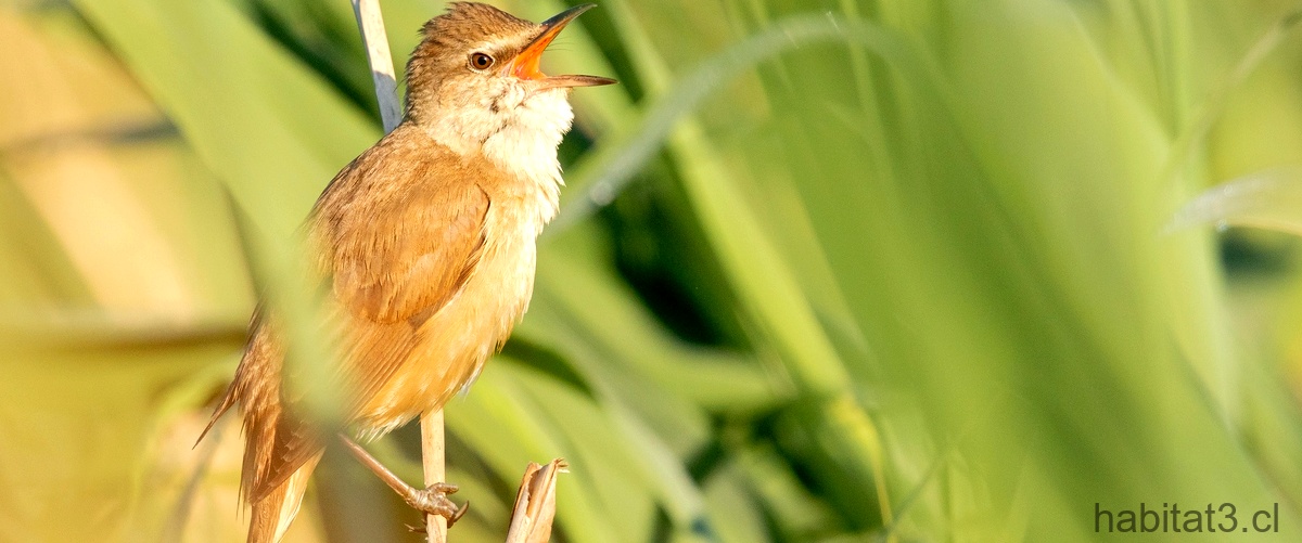 ¿Por qué algunas aves están en peligro de extinción?