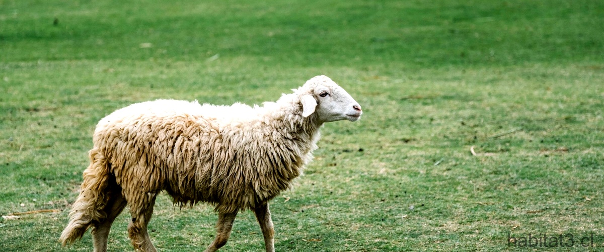 ¿Por qué algunas ovejas tienen cuernos?