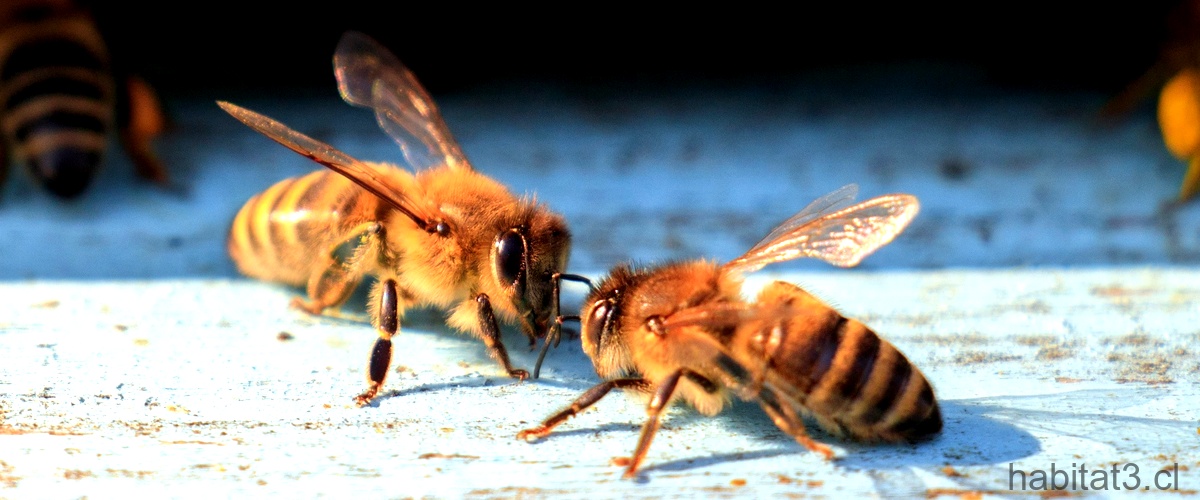 ¿Por qué las abejas están en peligro de extinción?