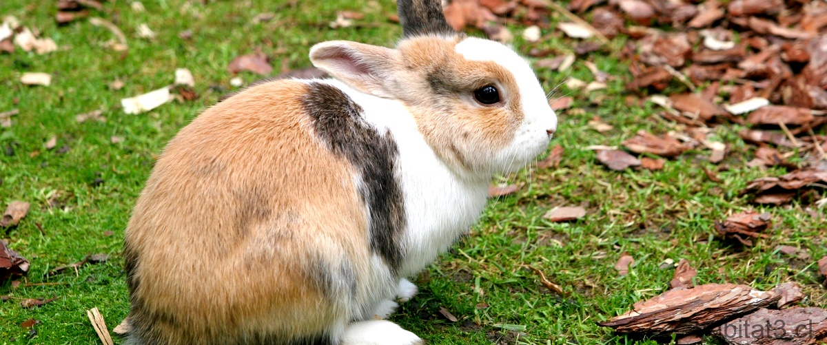 ¿Por qué mi conejo hace mucha caca?