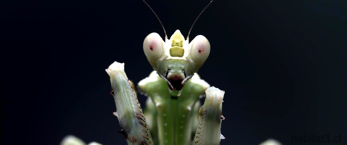 Pregunta: ¿Cuál insecto es más pequeño que una hormiga?