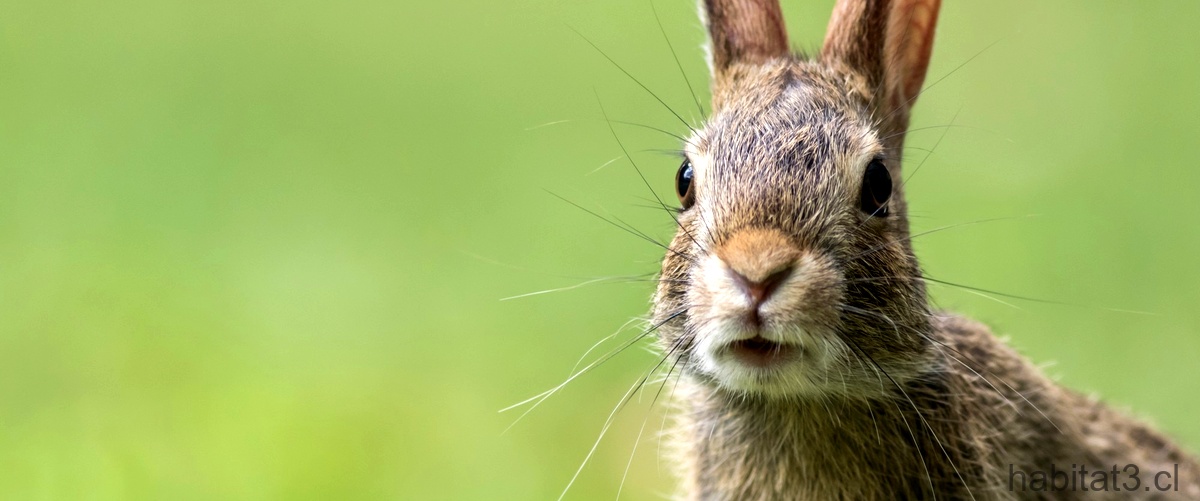 Pregunta: ¿Cuántas crías puede tener un conejo gigante de Flandes?