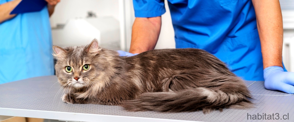 Pregunta: ¿Qué cambios tiene una gata después de ser esterilizada?