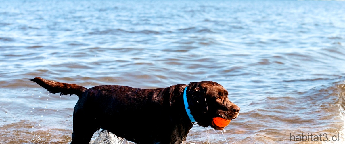 Prevención del síndrome del nadador en perros: