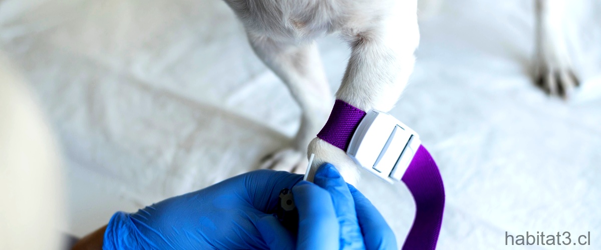 ¿Puede el aceite de rosa mosqueta ayudar a tratar heridas en la piel de los perros?