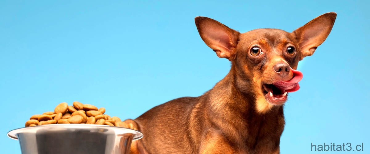 ¿Qué alimentos no debe comer un perro con pancreatitis?