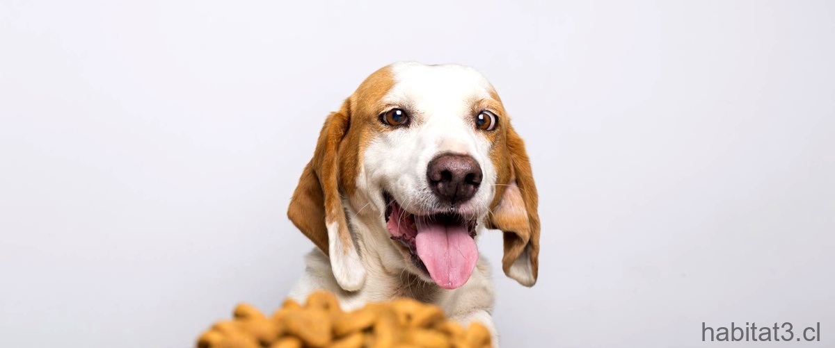 ¿Qué alimentos pueden comer los perros todos los días?
