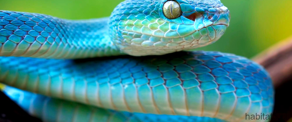 ¿Qué animal ahuyenta a las serpientes?