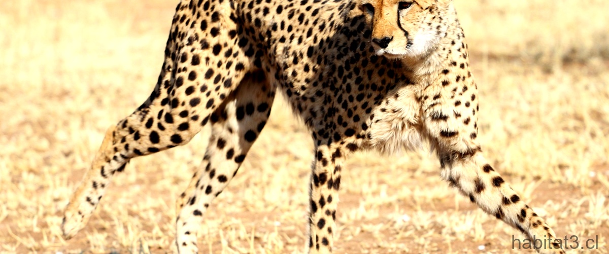 ¿Qué animal es más fuerte, el jaguar o el leopardo?