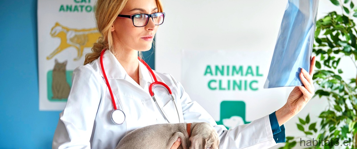 ¿Qué animales atienden en una clínica veterinaria?