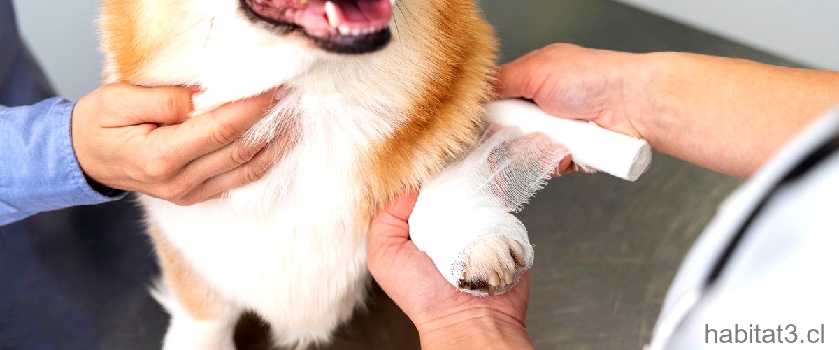 ¿Qué antibiótico se le puede dar a un perro para tratar la garganta?
