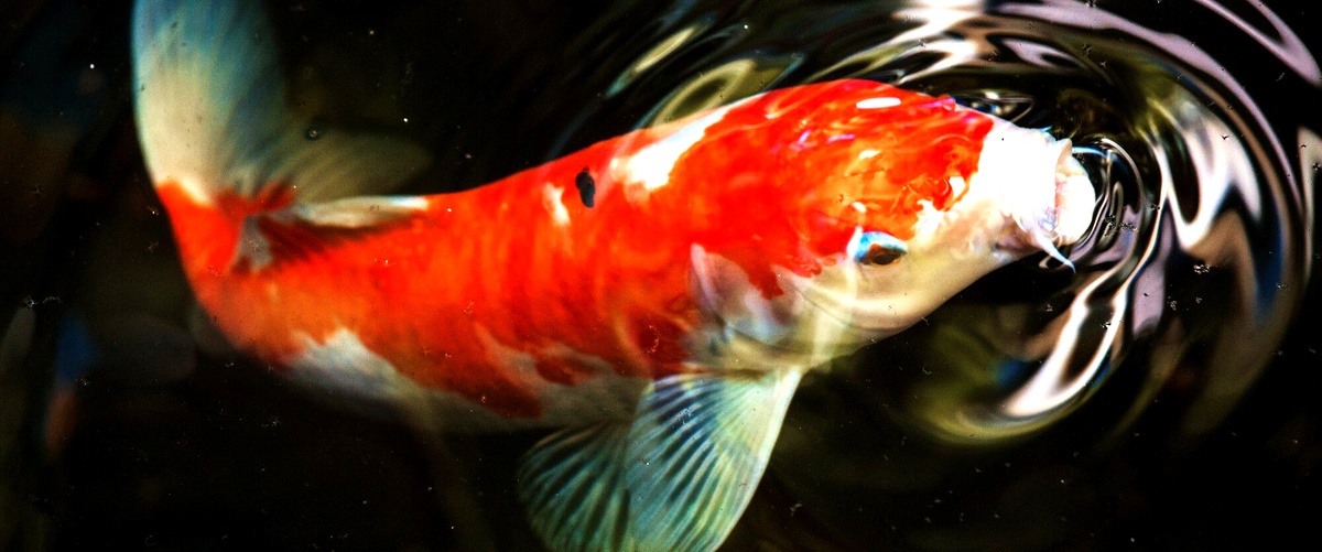 ¿Qué cantidad debe comer un pez Goldfish?