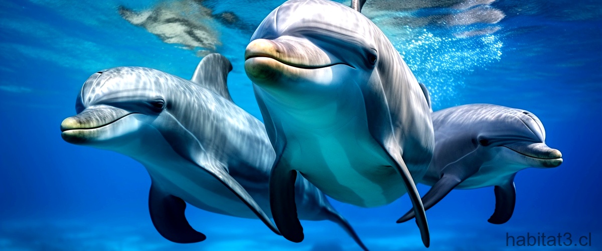 ¿Qué clase de animal es un delfín?