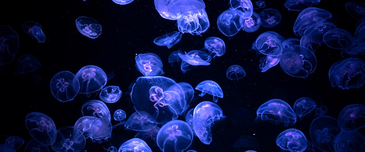¿Qué clase de medusas hay?