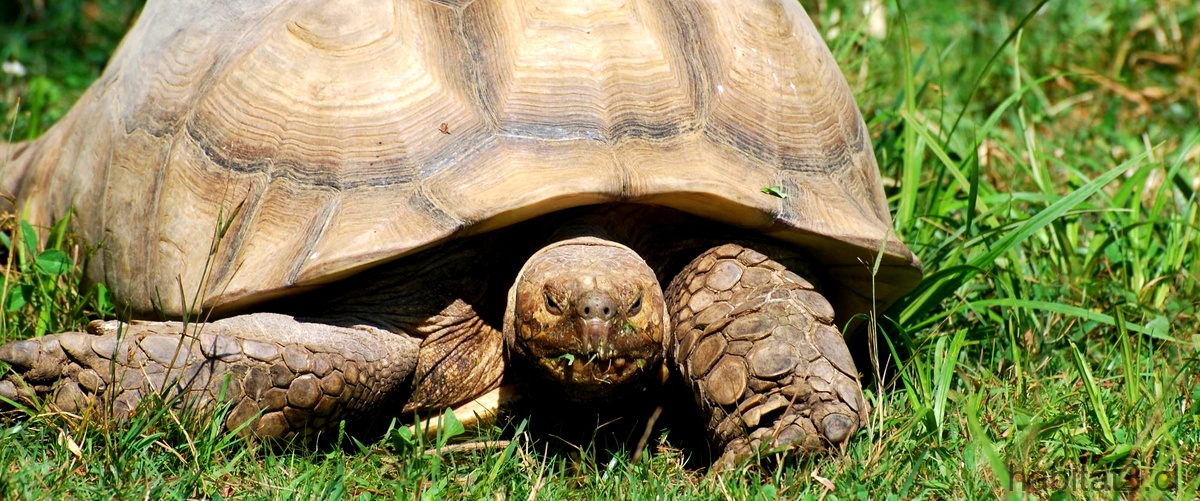 ¿Qué comen las tortugas de tierra en casa?