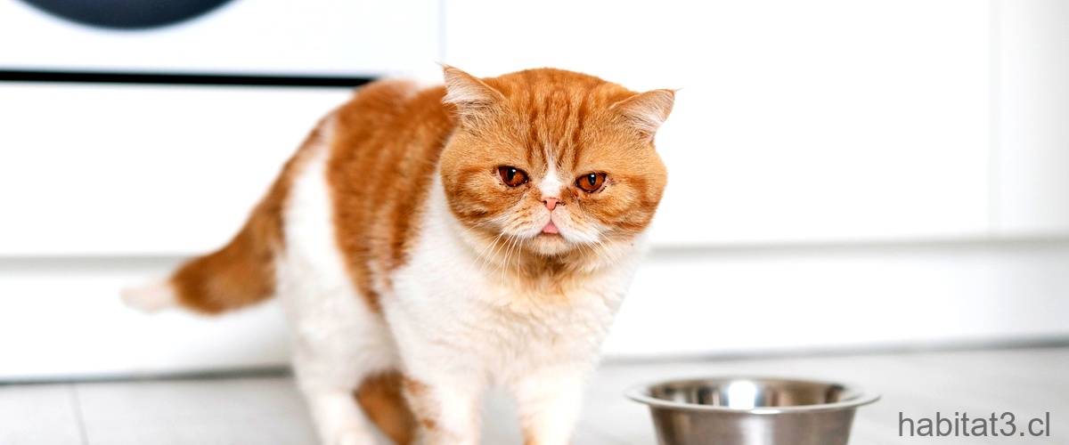 ¿Qué debe comer un gato cuando tiene diarrea?