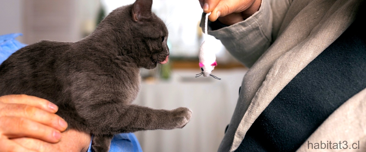 ¿Qué debo hacer después de vacunar a mi gato?