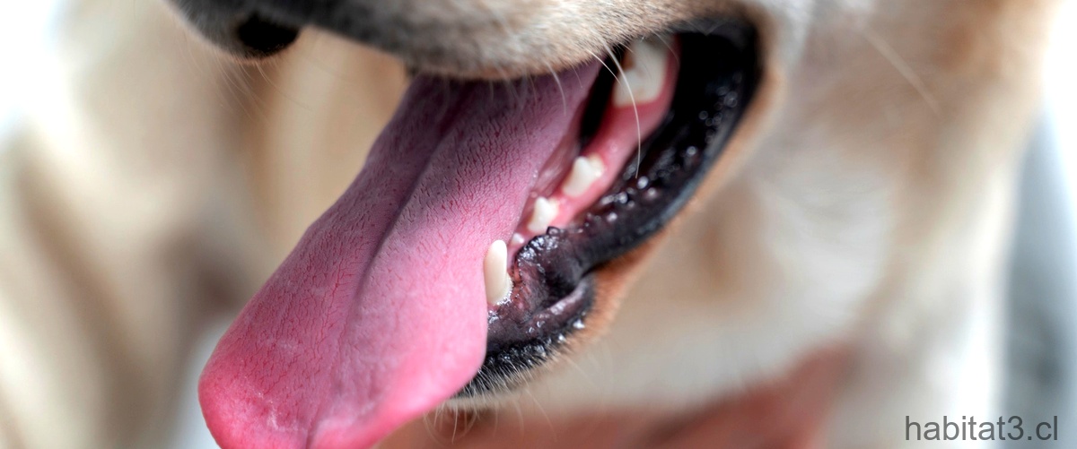 ¿Qué debo hacer si mi perro hace ruidos extraños con la garganta?
