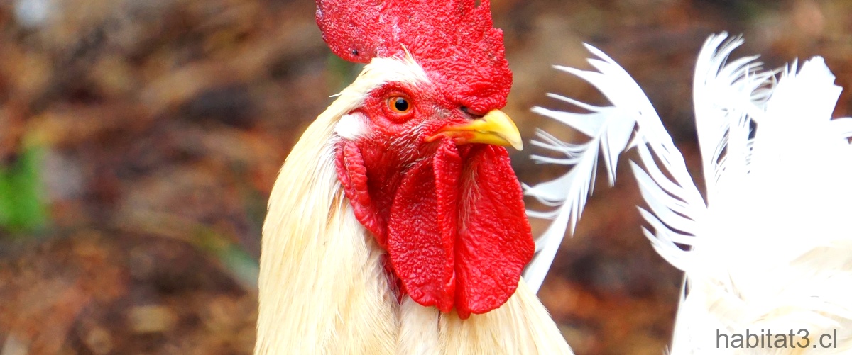 ¿Qué enfermedades pueden transmitir las gallinas a los humanos?