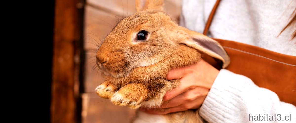 ¿Qué enfermedades pueden transmitir los conejos a las personas?