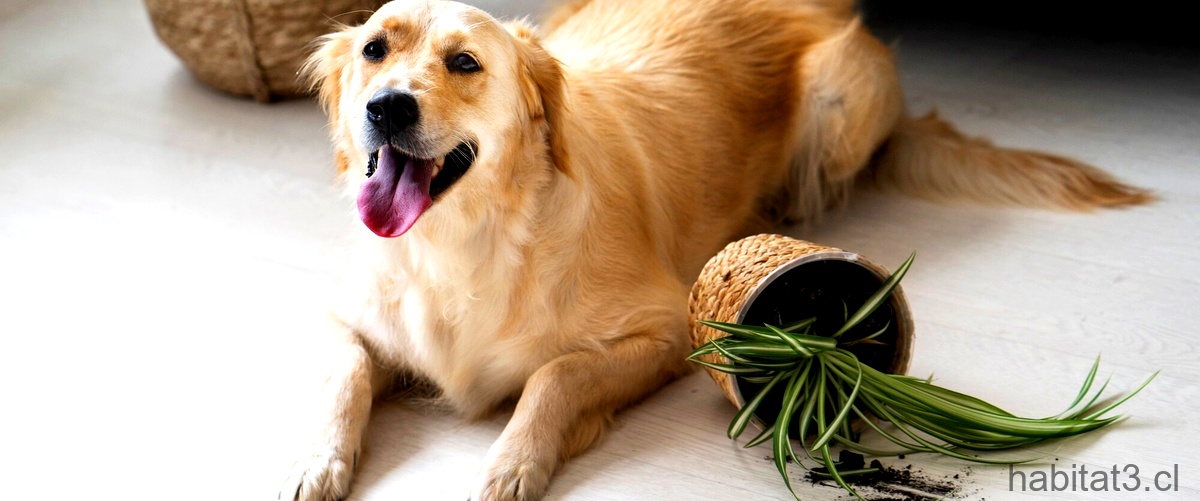 ¿Qué es bueno para desinflamar el estómago de un perro?