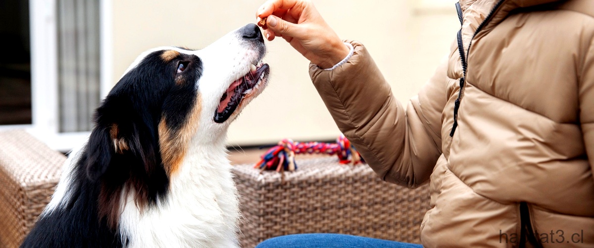 ¿Qué es bueno para quitar el mal olor de los perros?