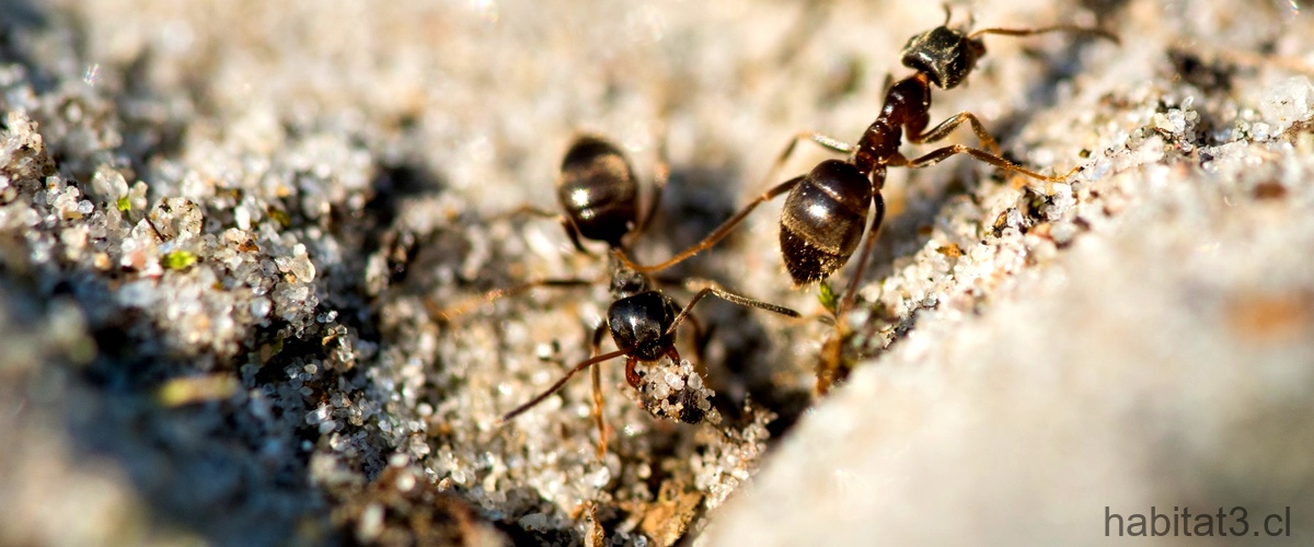 ¿Qué es lo que comen más las hormigas?