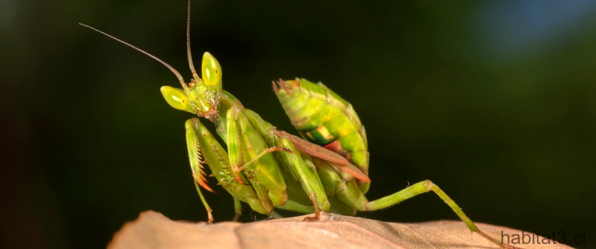 ¿Qué hace la mantis religiosa?