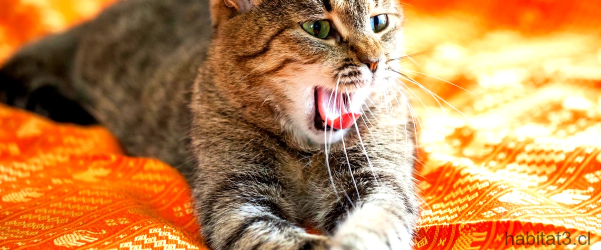 ¿Qué hacer cuando un gato pierde dientes?