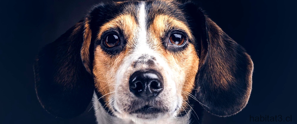 ¿Qué hacer si mi perro tiene una mancha blanca en el ojo?