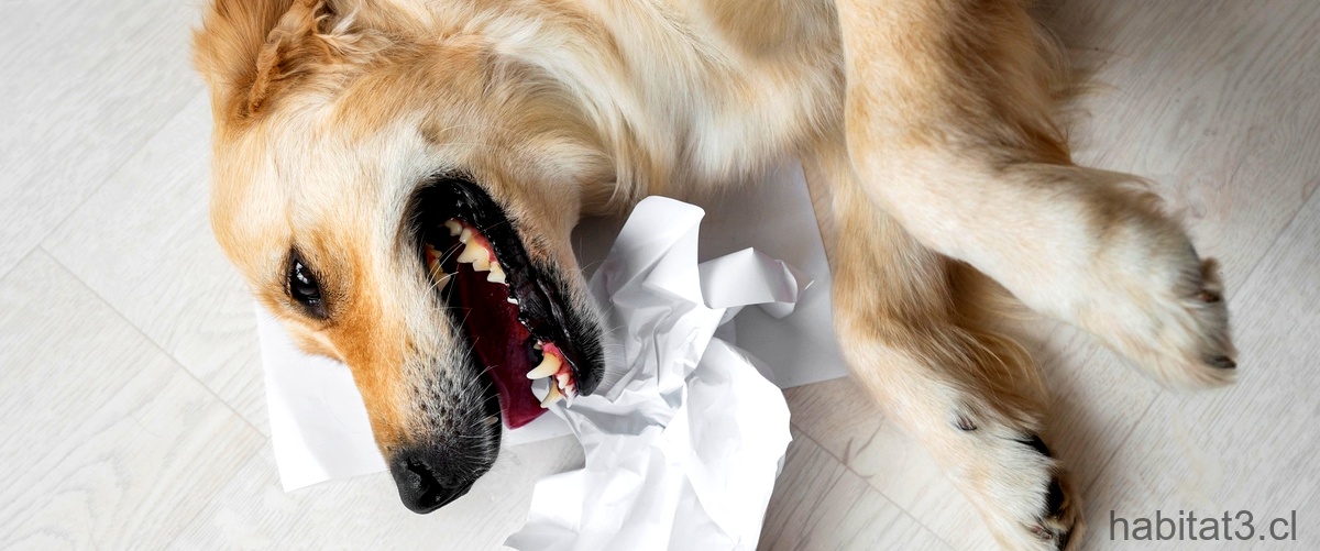 ¿Qué hacer si tu perro tiene mal olor?