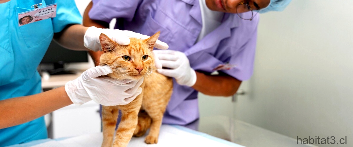 ¿Qué hago si no tengo dinero para llevar a mi gato al veterinario?
